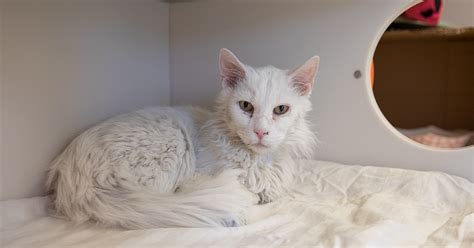 23-10-24-00354 C01 NY- Mikey (CP) (m) (male) Domestic Cat mix. . Free kittens nyc